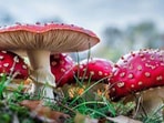 From January to October 2023, America's Poison Centers have seen an 11% increase in reports of mushroom poisonings compared to 2022.