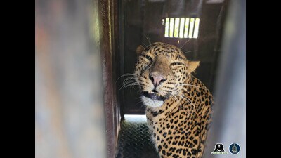 The residents said that the animal has been spotted near the Indrayani river from where a leopard was rescued earlier. (HT PHOTO)
