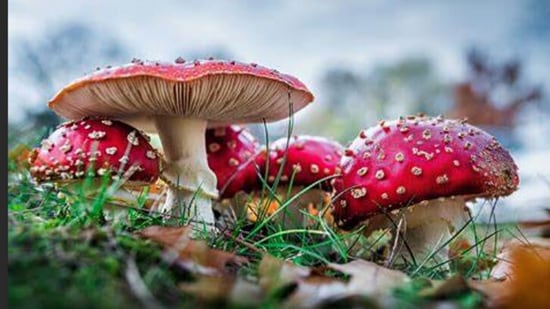 From January to October 2023, America's Poison Centers have seen an 11% increase in reports of mushroom poisonings compared to 2022.