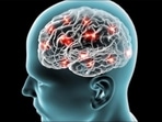 How brain cells increases hopes for fertility treatments: Study How brain cells increases hopes for fertility treatments: Study