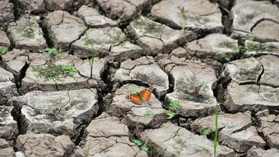 Amid drought and Covid, Karnataka looks at 2024 with new hopes. (AFP) Amid drought and Covid, Karnataka looks at 2024 with new hopes. (AFP)