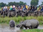 New Year's Eve: Tourists swarm Assam's Kaziranga National Park and Tiger Reserve