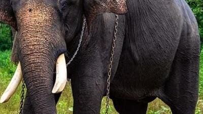 An elephant from a herd attacked the 35-year-old wan while she was going to her agricultural field in Ramanagara district. (HT Archives (For representation)) An elephant from a herd attacked the 35-year-old wan while she was going to her agricultural field in Ramanagara district. (HT Archives (For representation))