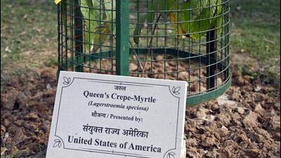Queen's Crepe-Myrtle from the United States of America at Nehru Park. (Sanjeev Verma/HT Photo) Queen's Crepe-Myrtle from the United States of America at Nehru Park. (Sanjeev Verma/HT Photo)