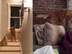 The image shows a dog's interaction with a cat. The image shows a dog's interaction with a cat.