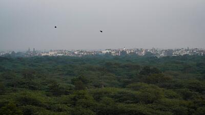 Different states have different definitions for deemed forest, with Delhi defining it as any area over 2.5 acres and having over 100 trees per acre. (Sanchit Khanna/HT Photo) Different states have different definitions for deemed forest, with Delhi defining it as any area over 2.5 acres and having over 100 trees per acre. (Sanchit Khanna/HT Photo)