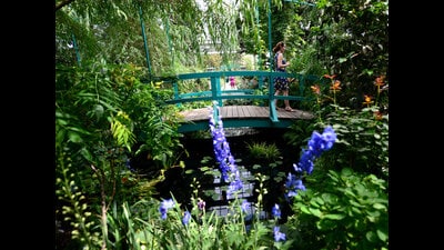 It will showcase northwest India’s rare, threatened and endangered native plants such as ‘jand’, ‘guggal’, ‘khimp’ or ‘khip’, buffel grass and roheda. Special zones will be created as pollinator garden, aroma and moss parks. (AFP) It will showcase northwest India’s rare, threatened and endangered native plants such as ‘jand’, ‘guggal’, ‘khimp’ or ‘khip’, buffel grass and roheda. Special zones will be created as pollinator garden, aroma and moss parks. (AFP)