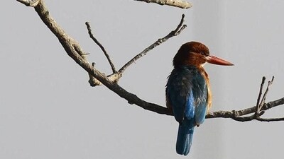 National Birds Day 2024: Why do we celebrate the day? Know interesting facts (HT File) National Birds Day 2024: Why do we celebrate the day? Know interesting facts (HT File)