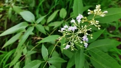 Chasteberry can increase LH secretion and enhance progesterone production. It can also help in lowering Prolactin levels. (Unsplash) Chasteberry can increase LH secretion and enhance progesterone production. It can also help in lowering Prolactin levels. (Unsplash)