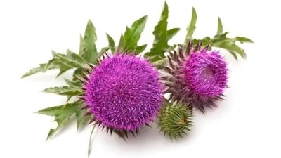 Milk Thistle helps in supporting liver function, boosting detoxification and the metabolism of excess Estrogen. (Unsplash) Milk Thistle helps in supporting liver function, boosting detoxification and the metabolism of excess Estrogen. (Unsplash)