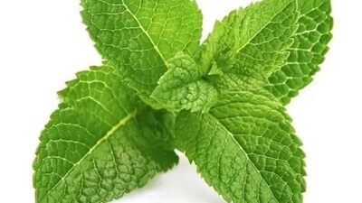 Spearmint tea can help in reducing excess Testosterone levels and manage PCOS symptoms. (Unsplash) Spearmint tea can help in reducing excess Testosterone levels and manage PCOS symptoms. (Unsplash)