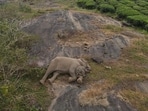 The image shows a baby elephant sleeping next to its mother. The image shows a baby elephant sleeping next to its mother.