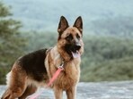 German Shepherd German Shepherd