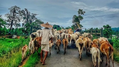 The Chandubi Festival is organized by the people of Rajapara village in the Kamrup district, under the Rabha Hasong Autonomous Council (RHAC). They have been organizing this festival for the past 14 years.&nbsp; (Instagram/@iamravindramahto)