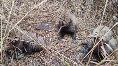 Asha gave birth to cubs in the big predator free enclosure seven days ago (HT Photo) Asha gave birth to cubs in the big predator free enclosure seven days ago (HT Photo)