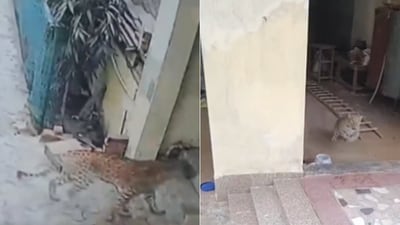 The image shows a leopard entering a house in Gurugram. (X/@ANI) The image shows a leopard entering a house in Gurugram. (X/@ANI)