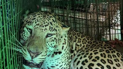 The leopard after it was rescued by the forest department team from Narsinghpur village. (PTI) The leopard after it was rescued by the forest department team from Narsinghpur village. (PTI)