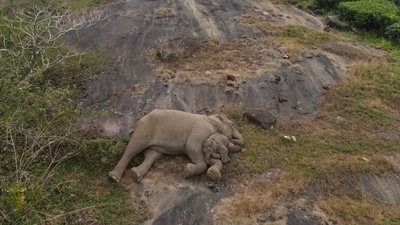 The image shows a baby elephant sleeping next to its mother. (X/@supriyasahuias) The image shows a baby elephant sleeping next to its mother. (X/@supriyasahuias)