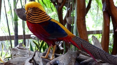 Golden Pheasant: This Chinese native bird is known for its vibrant and colorful plumage, with a striking combination of red, gold, and blue feathers.&nbsp; (Unsplash)
