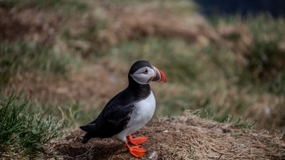 Atlantic Puffin: These charming birds, with their distinctive colorful bills, are found in the North Atlantic Ocean, particularly in regions like Iceland and the Faroe Islands.&nbsp; (Unsplash)