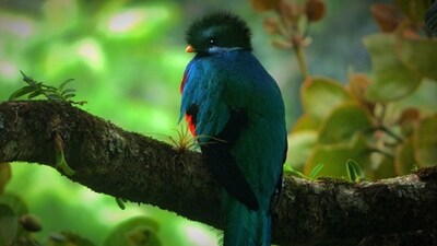 Resplendent Quetzal: Found in the forests of Central America, this bird is known for its vibrant green plumage and long tail feathers.&nbsp; (Unsplash)