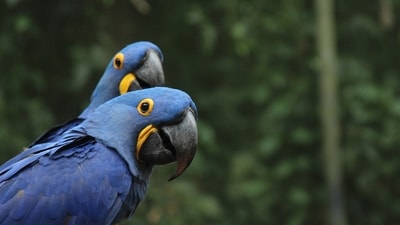 Hyacinth Macaw: The largest macaw species, known for its stunning blue plumage, is native to central and eastern South America.&nbsp; (Unsplash)