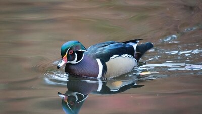 Wood Duck: The Wood Duck (Aix sponsa) is a stunningly colorful and unique species of duck found in North America. &nbsp;&nbsp; (Unsplash)