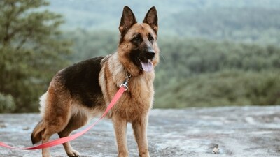 German Shepherd German Shepherd