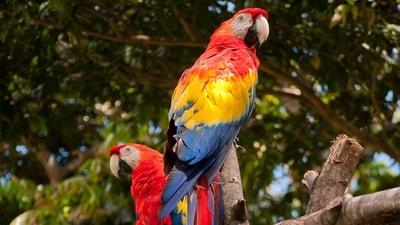 Scarlet Macaw: Another colorful macaw species, the scarlet macaw is known for its bright red, blue, and yellow plumage and is found in the South American rainforests.&nbsp; (Unsplash)
