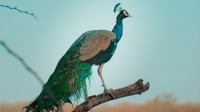Peacock: Known for its iridescent and extravagant tail feathers, the peacock is native to South Asia but can be found in many parts of the world due to its domestication. (Unsplash)