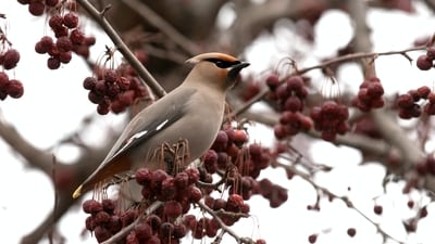 Bohemian Waxwing: The Bohemian Waxwing (Bombycilla garrulus) is a sleek and elegant bird with a striking appearance found in the northern parts of North America and Eurasia.&nbsp; (Unsplash)