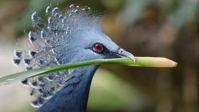 Victoria Crowned Pigeon: Native to New Guinea, this pigeon is known for its beautiful blue plumage and unique crown of feathers on its head.&nbsp; (Unsplash)