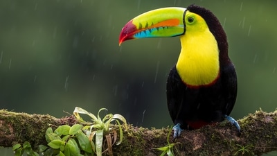 Keel-billed Toucan: Also known as the Rainbow-billed Toucan, this bird is a colorful and charismatic bird found in tropical forests of Central and South America.&nbsp;&nbsp; (Unsplash)