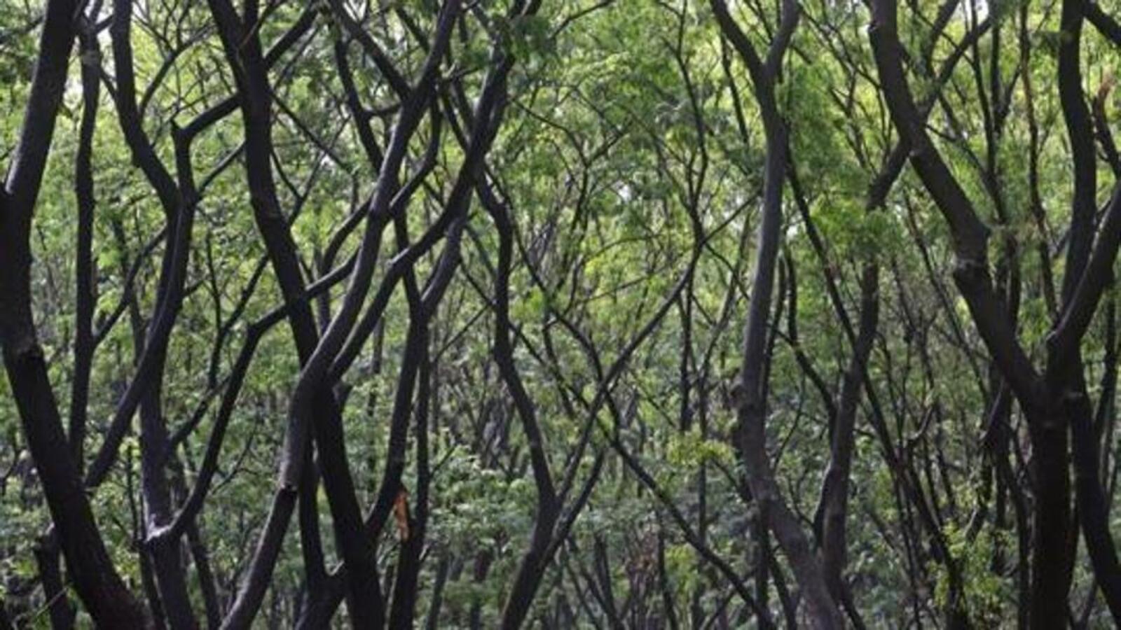 Amended forest act likely to benefit project developers - Vimarsana News