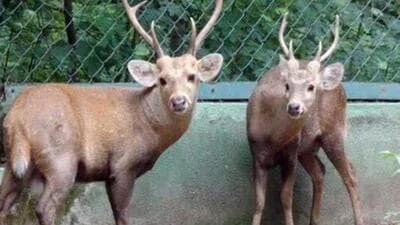Endangered Hog deer (File Photo) Endangered Hog deer (File Photo)