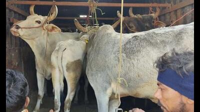 Ten-day camp by animal husbandry department at rural parts of Pune district identified nutritional deficiencies cause of infertility among cattle. ((PIC FOR REPRESENTATION))