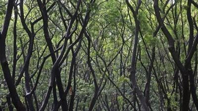 The move came after the Forest (Conservation) Amendment Act, 2023, which exempts unrecorded “deemed forests” from its ambit, came into force on December 1. (HT photo) The move came after the Forest (Conservation) Amendment Act, 2023, which exempts unrecorded “deemed forests” from its ambit, came into force on December 1. (HT photo)