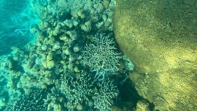 PM Modi posted pictures of his undersea exploration on X, formerly known as Twitter, calling it an “exhilarating experience”. (Twitter/@narendramodi) PM Modi posted pictures of his undersea exploration on X, formerly known as Twitter, calling it an “exhilarating experience”. (Twitter/@narendramodi)