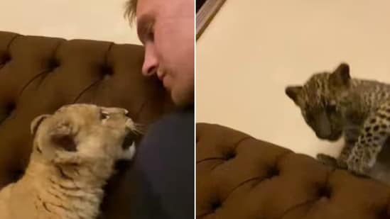 The image shows a man playing with a lion cub and a leopard cub. (Instagram/@yara_goryanskiy)