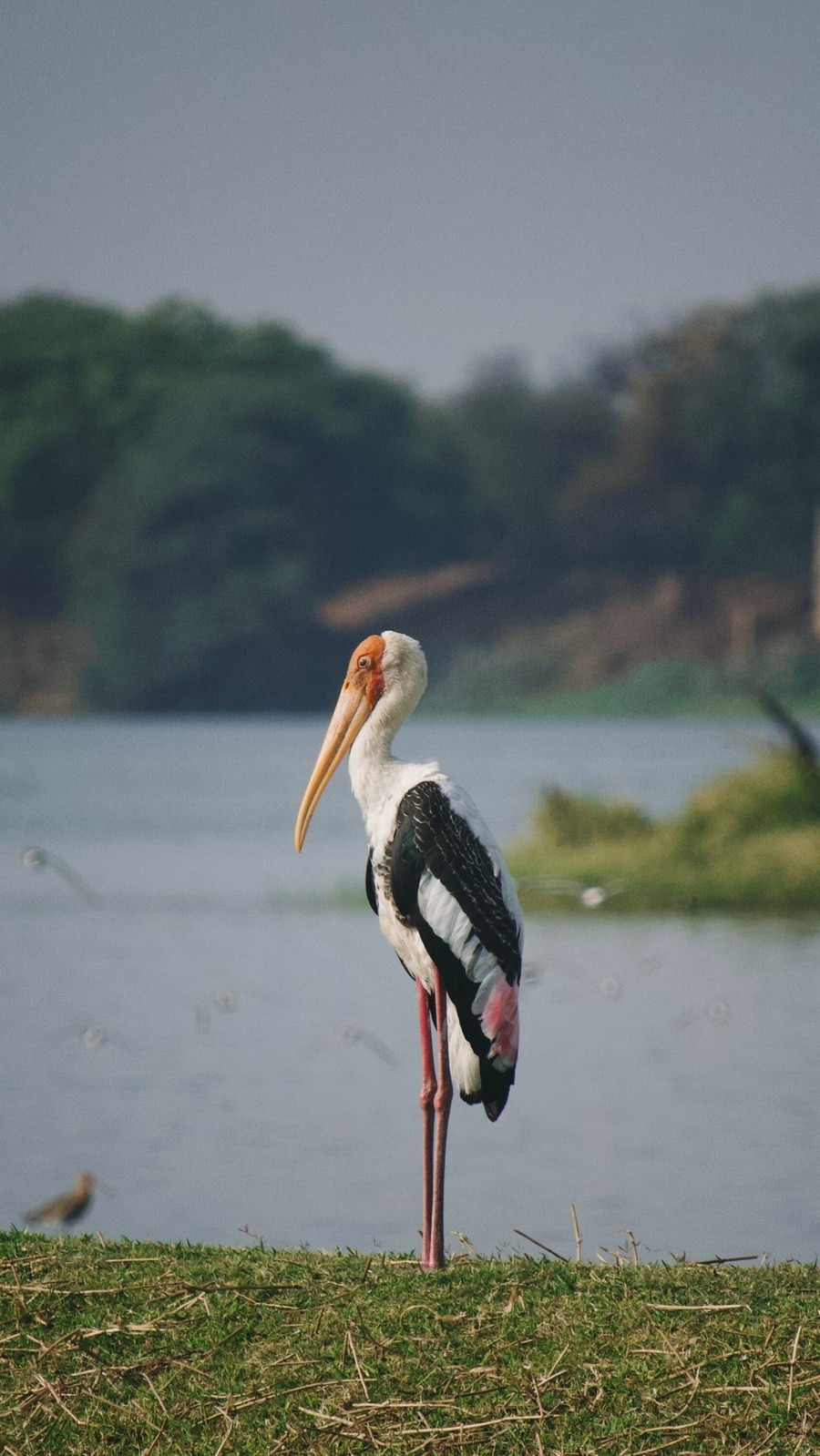 bird_sanctuary
