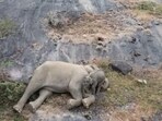 The image shows a mother elephant sleeping next to her rescued baby. The image shows a mother elephant sleeping next to her rescued baby.