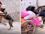 The image shows a dog pushing a cart. The image shows a dog pushing a cart.