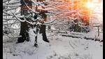 Norwegian wood: In Jon Fosse’s latest novella, a man ventures into a forest as night falls. (Shutterstock)