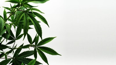 Hemp has been a vital component of our history and holds the promise of becoming the most eco-friendly crop globally if managed responsibly. This resilient plant can thrive without the need for herbicides, pesticides, or other harmful chemicals that could adversely affect the environment and pollute soil, water, and local ecosystems. Discover five unexpected ways hemp could contribute to saving our planet. (Unsplash) Hemp has been a vital component of our history and holds the promise of becoming the most eco-friendly crop globally if managed responsibly. This resilient plant can thrive without the need for herbicides, pesticides, or other harmful chemicals that could adversely affect the environment and pollute soil, water, and local ecosystems. Discover five unexpected ways hemp could contribute to saving our planet. (Unsplash)