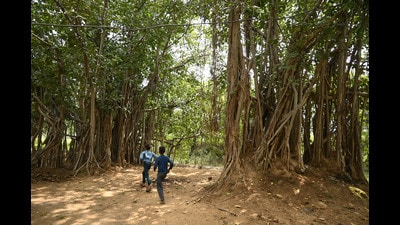 A 75-year-old banyan tree in the Baba Nayaram Das temple in Manesar, Haryana. (Parveen Kumar/Hindustan Times) A 75-year-old banyan tree in the Baba Nayaram Das temple in Manesar, Haryana. (Parveen Kumar/Hindustan Times)