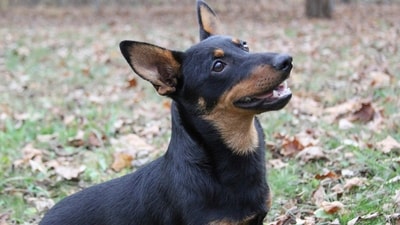 Lex, a Lancashire heeler, sits at attention in Morristown, N.J. The Lancashire heeler, is the latest breed recognized by the American Kennel Club. The short-legged, long-bodied and rare herding breed is now eligible for thousands of U.S. dog shows. (Michelle Barlak via AP) Lex, a Lancashire heeler, sits at attention in Morristown, N.J. The Lancashire heeler, is the latest breed recognized by the American Kennel Club. The short-legged, long-bodied and rare herding breed is now eligible for thousands of U.S. dog shows. (Michelle Barlak via AP)