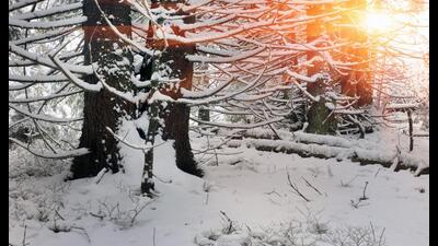 Norwegian wood: In Jon Fosse’s latest novella, a man ventures into a forest as night falls. (Shutterstock) Norwegian wood: In Jon Fosse’s latest novella, a man ventures into a forest as night falls. (Shutterstock)