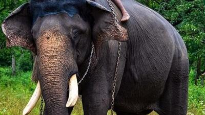 The man, a labourer, was trampled to death by the elephant while he was returning home with his co-worker from a coffee plantation field in Hassan district . (HT Archives (Photo for representation)) The man, a labourer, was trampled to death by the elephant while he was returning home with his co-worker from a coffee plantation field in Hassan district . (HT Archives (Photo for representation))