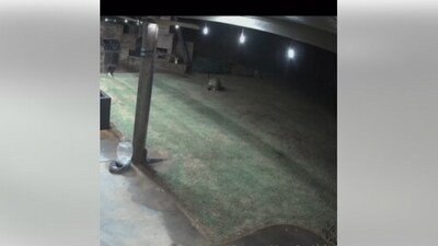 The image shows a cat rushing to save a dog from coyotes. (Facebook/@Freedom Dog Spa) The image shows a cat rushing to save a dog from coyotes. (Facebook/@Freedom Dog Spa)