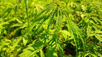 Prevents Pesticide Pollution: Due to its natural pest resistance, hemp cultivation doesn't necessitate herbicides or pesticides. This reduces water contamination, benefiting both aquatic life and human consumers. (Unsplash) Prevents Pesticide Pollution: Due to its natural pest resistance, hemp cultivation doesn't necessitate herbicides or pesticides. This reduces water contamination, benefiting both aquatic life and human consumers. (Unsplash)